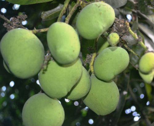african Mango fruit